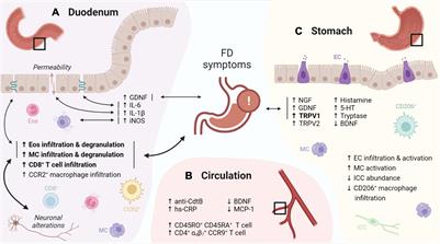 Immune Activation in Functional Dyspepsia: Bystander Becoming the Suspect